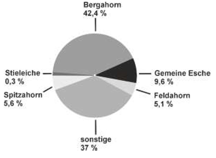Kreisdiagramm: Bergahorn 42,4%; sonstige 37%; Gemeine Esche 9,6%; Spitzahorn 5,6%; Feldahorn 5,1%; Stieleiche 0,3%
